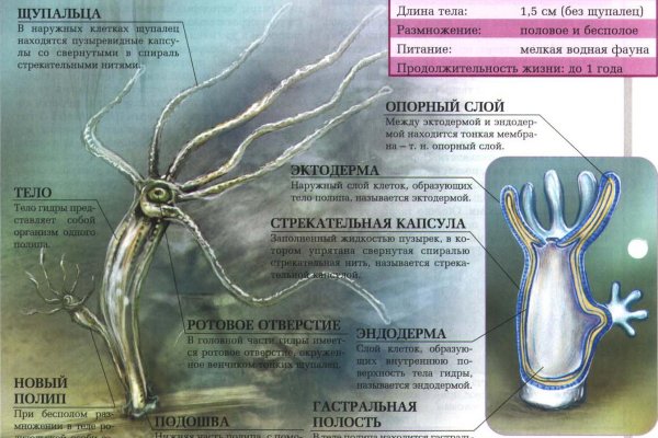 Kraken 13at