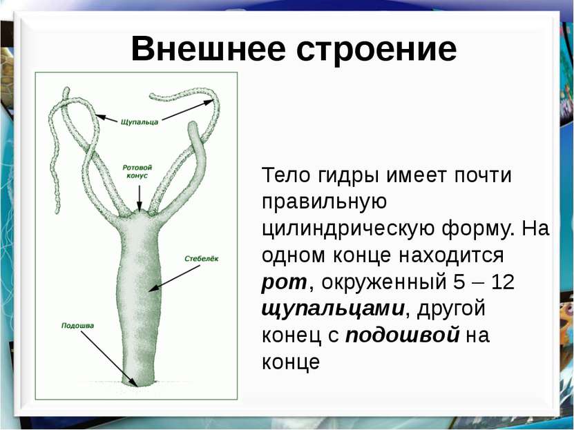Гидра в даркнете